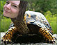 turtlehead thumbnail photo